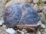 Caracol - Cornu aspersum. Arroyo de las Grajas - Santiago Pontones