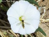 Mosca de las flores esbelta - Sphaerophoria scripta. Segura