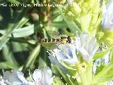 Mosca de las flores esbelta - Sphaerophoria scripta. Benalmdena