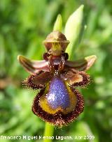 Orqudea espejo de Venus - Ophrys speculum. Los Villares