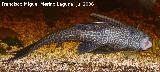 Pez Plecostomus - Hypostomus plecostomus. Los Villares