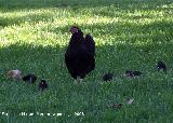 Pjaro Gallo rojo - Gallus gallus. Benalmdena