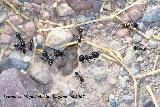 Hormiga Messor barbarus - Messor barbarus. Murcia