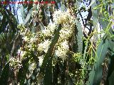 Eucalipto rojo - Eucalyptus camaldulensis. Benalmdena