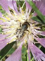 Abeja de calzones - Dasypoda hirtipes. La Estrella - Navas de San Juan