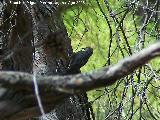 Pjaro Trepador azul - Sitta europaea. Cerro Orozco - Campillo de Arenas