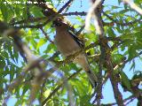 Pjaro Pinzn - Fringilla coelebs. Laguna Grande - Baeza