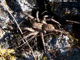 Araa Tarntula europea - Lycosa tarantula. Giribaile - Vilches