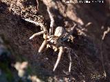 Araa Tarntula europea - Lycosa tarantula. Giribaile - Vilches