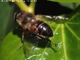 Mosca abeja - Eristalis tenax. Los Villares