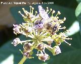 Mosca abeja - Eristalis tenax. Los Villares