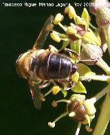 Mosca abeja - Eristalis tenax. Los Villares