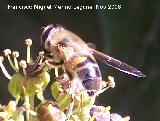 Mosca abeja - Eristalis tenax. Los Villares