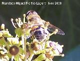 Mosca abeja - Eristalis tenax. Los Villares