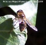 Mosca abeja - Eristalis tenax. Los Villares