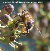 Mosca abeja - Eristalis tenax. Los Villares