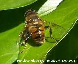 Mosca abeja - Eristalis tenax. Los Villares