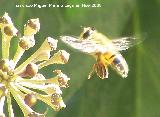 Mosca abeja - Eristalis tenax. Los Villares