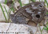 Mariposa banda acodada - Hipparchia alcyone. Otiar (Jan)