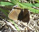 Mariposa morena serrana - Aricia agestis. Segura