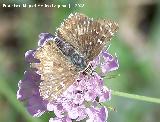 Mariposa ajedrezada menor - Pyrgus malvae. Segura