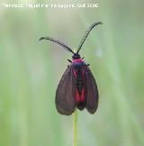 Zigena infausta - Zygaena infausta. Segura