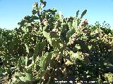 Jardn de cactus y suculentas. Cactus Chumbera