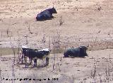 Toro - Bos taurus. El tranco. Cazorla