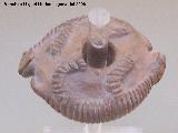 Museo de Arte Precolombino Felipe Orlando. Maza de cermica. 1000 - 1500 d.C.