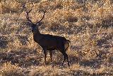 Ciervo - Cervus elaphus. Sierra de Andjar. Foto de Jos Luis Risoto Rojas