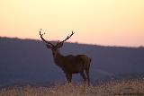 Ciervo - Cervus elaphus. Sierra de Andjar