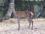 Ciervo - Cervus elaphus. Sierra de Andjar