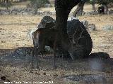 Ciervo - Cervus elaphus. Sierra de Andjar