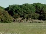 Ciervo - Cervus elaphus. Coto de Doana