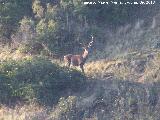 Ciervo - Cervus elaphus. Navas de San Juan