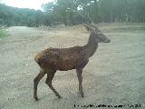 Ciervo - Cervus elaphus. El Vaquerizo - Castellar