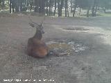 Ciervo - Cervus elaphus. El Vaquerizo - Castellar