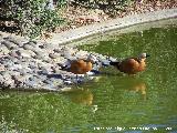 Parque de la Paloma. Tarro Canelo