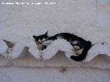 Gato - Felis silvestris catus. Guadix