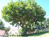 Ficus de hoja grande - Ficus elastica. Benalmdena