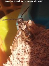 Abeja de antenas largas - Eucera longicornis. Los Villares