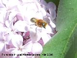 Abeja de antenas largas - Eucera longicornis. Navas de San Juan