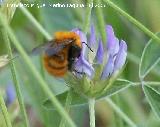 Abejorro de los prados - Bombus pratorum. Segura