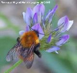 Abejorro de los prados - Bombus pratorum. Segura