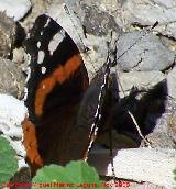 Mariposa vulcana - Vanessa atalanta. Alhama de Granada