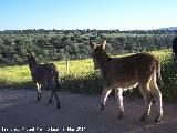 Burro - Equus asinus. Navas de San Juan