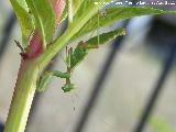 Mantis religiosa - Mantis religiosa. Los Anchos - Santiago Pontones