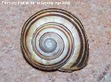 Caracol rayado - Cepaea nemoralis. Prado Maguillo - Santiago Pontones