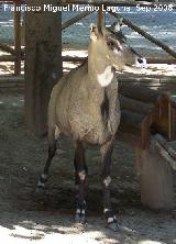 Nilgo - Boselaphus tragocamelus. Crdoba