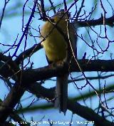 Pjaro Lavandera boyera - Motacilla flava. Alhama de Granada